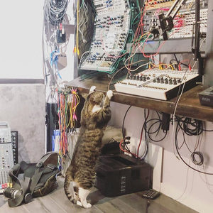 Tabby cat on hind legs reaching toward colorful patch cables on a studio shelf with Eurorack and Akai gear